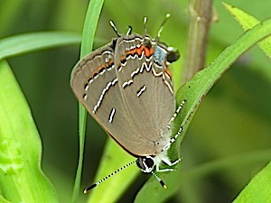 Soapberry Hairstreak Butterfly